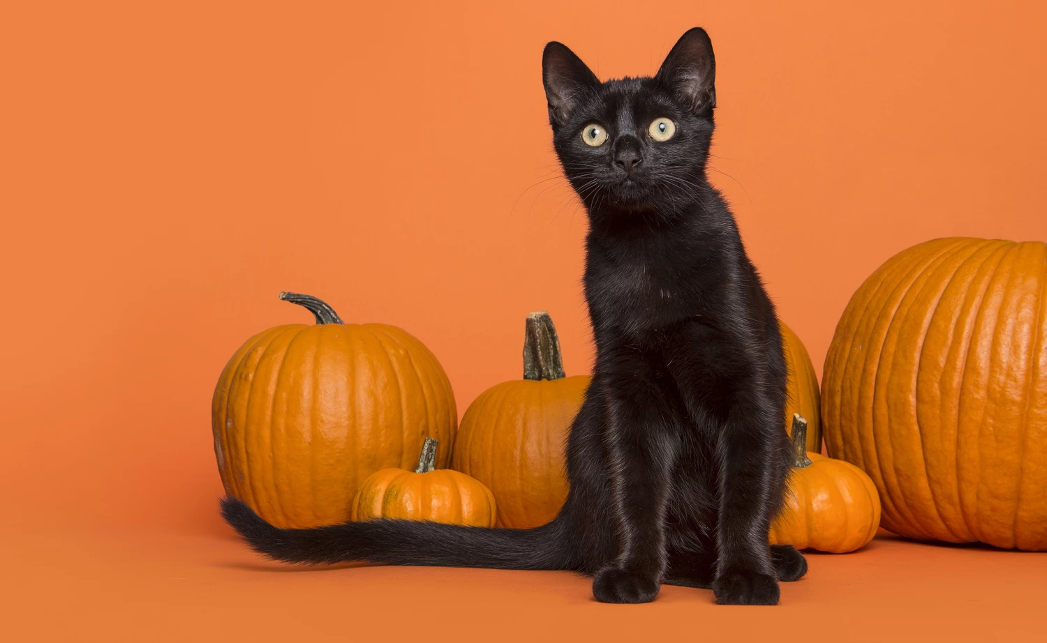 Easter Sales Store -Easter Sales Store 2